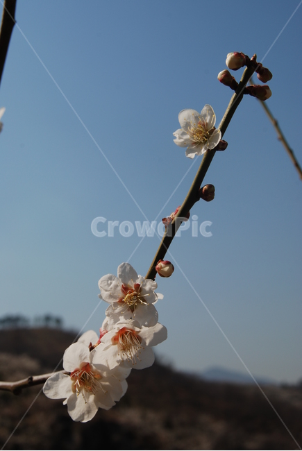 매화,봄,자연,쉼,하늘,봄,계절,spring,season,식물,자연,plants,nature,꽃,flower,plant,blossom