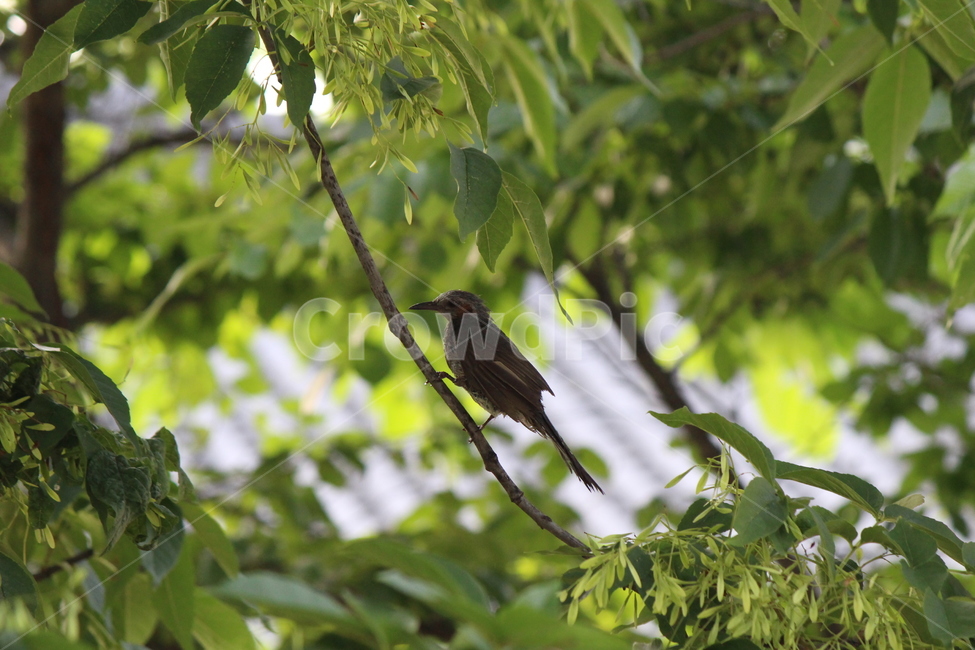 bird,새,animal,동물,accipiter,매,더위,목욕,샤워,shower,hot,동물,animal,조류,새,birds