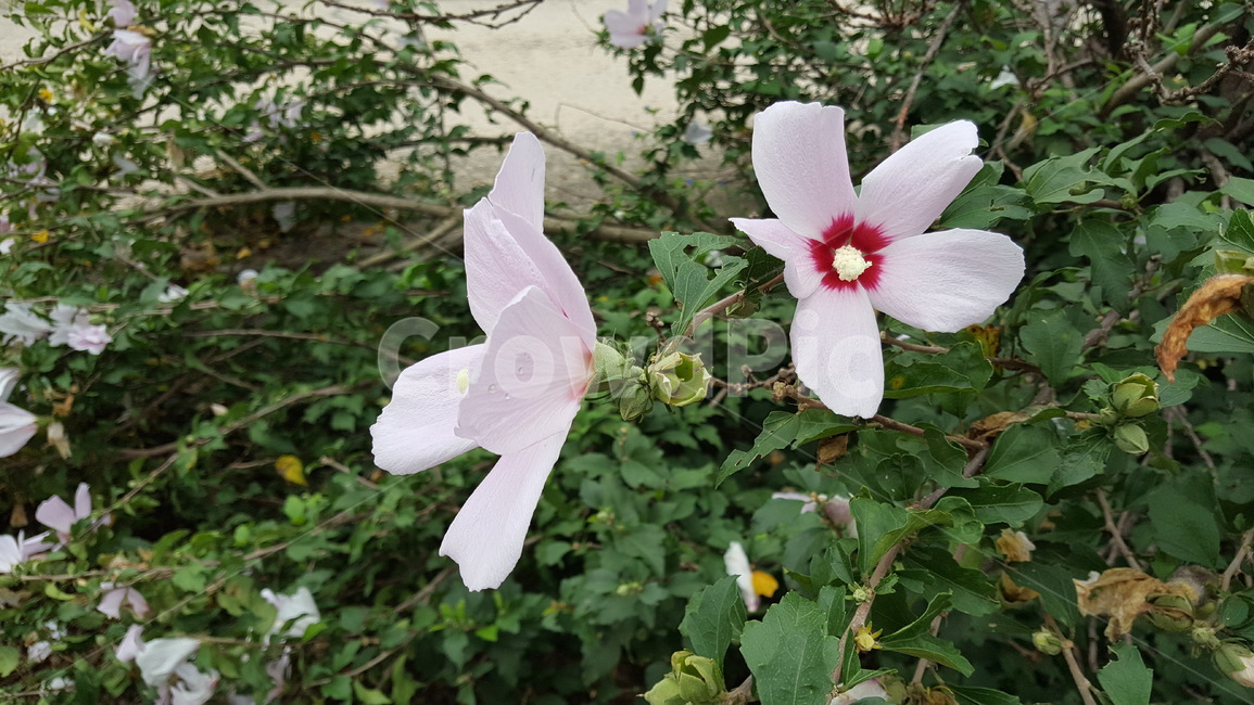 무궁화,꽃,무궁화꽃,대한민국국화,식물,분홍색,분홍무궁화