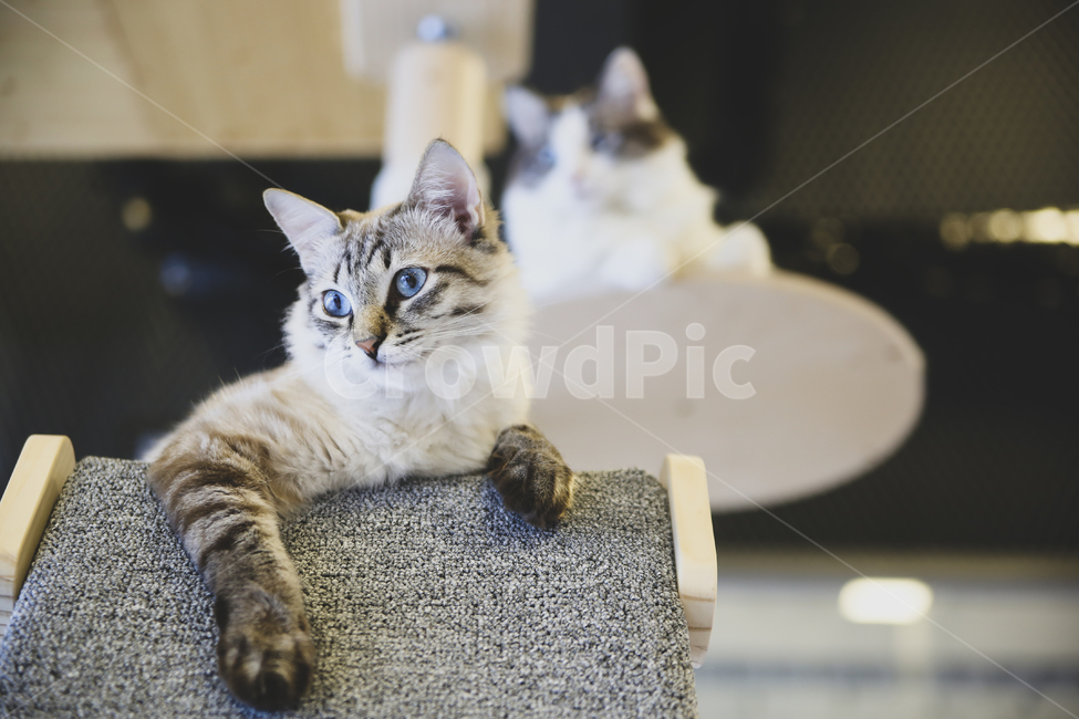 동물,고양이,시선,캣타워,애완동물,고양이눈,포유류,두마리,animal,cat,eyeline,cattower,mammal,kitten,kitty,동물,animal,포유류,mammal,고양이,cat,kitten,kitty