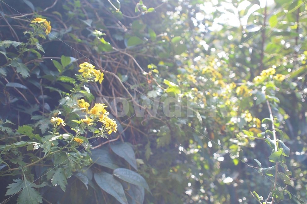 야생화,노란색,숲,햇살,따스함,역광,식물,자연,plants,nature,꽃,flower,휴식,힐링,rest,relaxation,healing