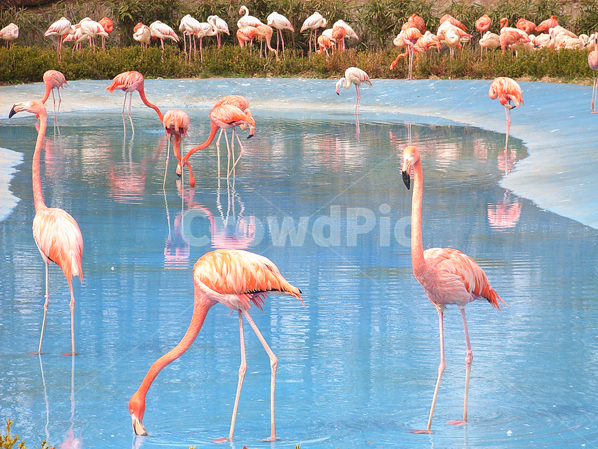 animal,동물,flock,대군,bird,새,홍학,flamingo,동물원,조류,redbird,동물,animal,조류,새,birds