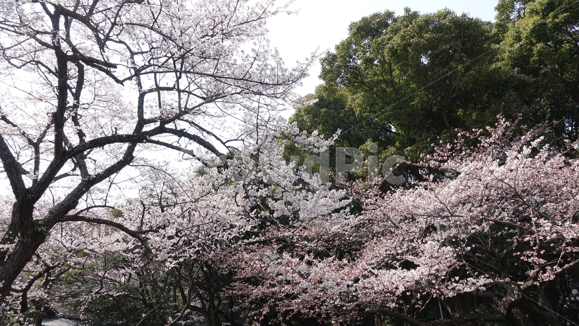 꽃,꽃송이,sakura,벚꽃,cherryblossom,blossom,flower,spring,봄,pink,분홍
