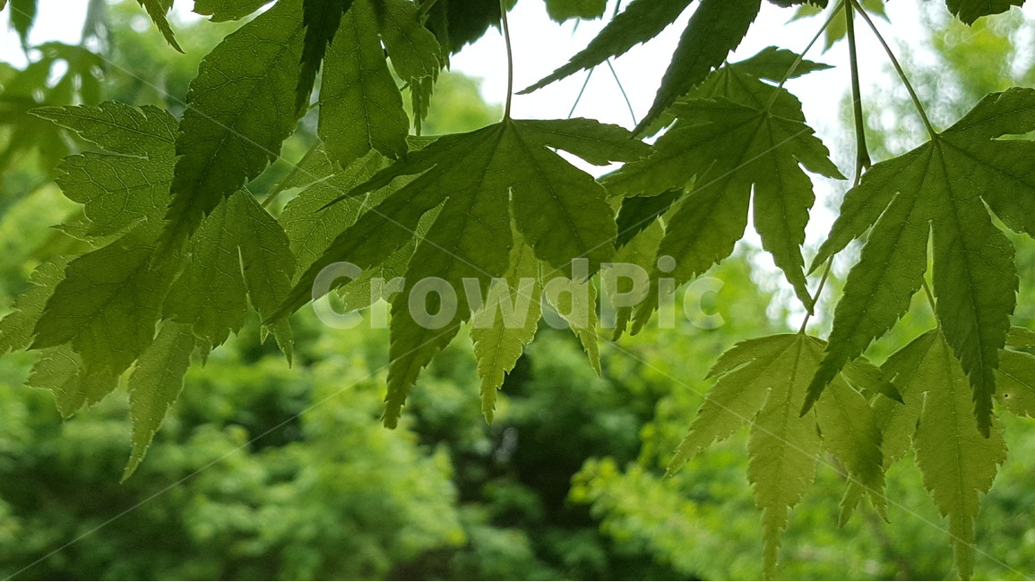 봄,식물,새싹,연두색,단풍나무,자연,식물,자연,plants,nature