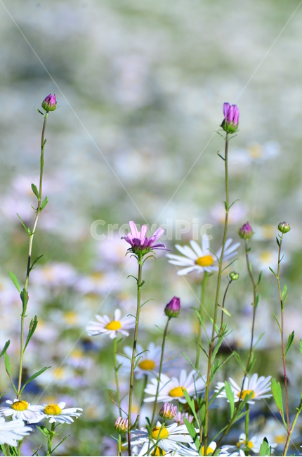 구절초,보라구절초,산청구절초,구절초산청,꽃,식물,자연,plants,nature,꽃,flower