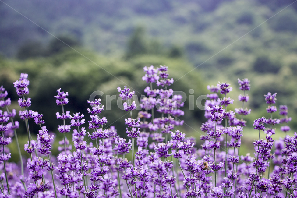 라벤더,꽃,식물,잎,보라색,배경,백그라운드,줄기,바이올렛,라벤다,식물,자연,plants,nature,꽃,flower