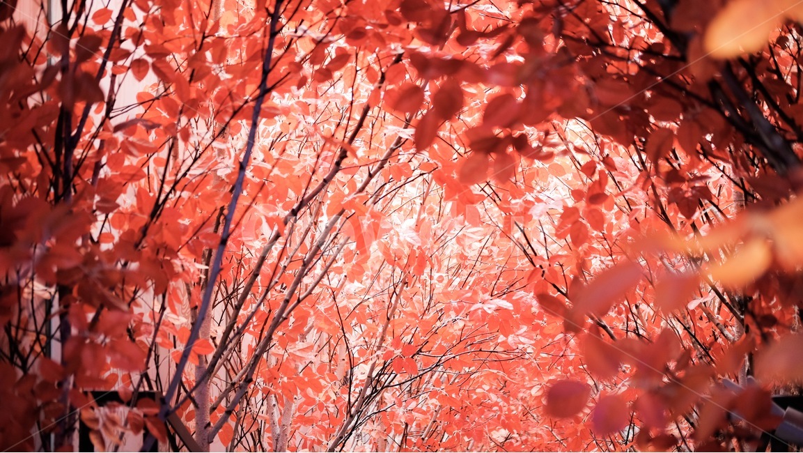 단풍,가을,단풍나무,풍경,가을풍경,가을,계절,fall,autumn,season,식물,자연,plants,nature,감성,sensible,feeling,색깔,색상,색채,색감,color sense,color sensitivity,feeling of color,plant,leaf,잎,tree,나무,maple