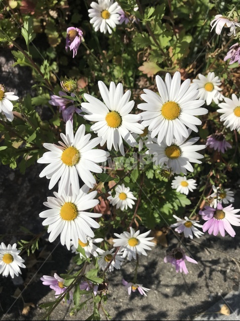 식물,데이지,flower,꽃,daisies,식물,자연,plants,nature,꽃,flower
