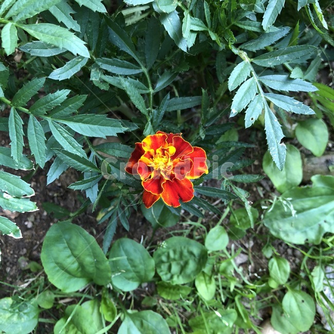 꽃,식물,자연,빨강,노랑,초록,flower,plants,nature,red,yellow,green,hana,shokubutsu,aka,kiiro,midori,식물,자연,plants,nature,꽃,flower