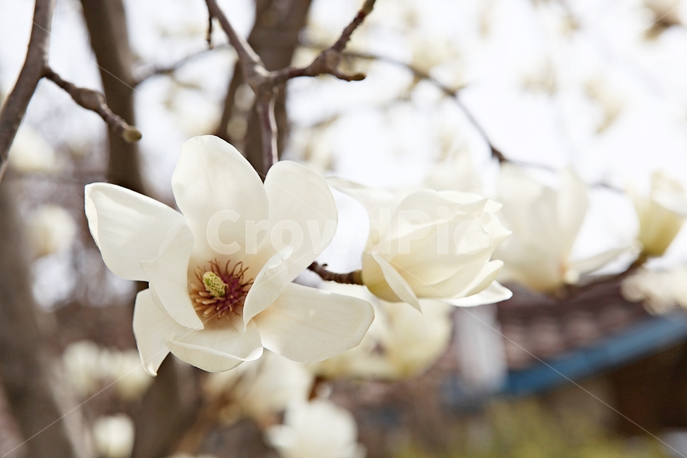 목련,목련곷,꽃,봄곷,흰목련,봄,식물,자연