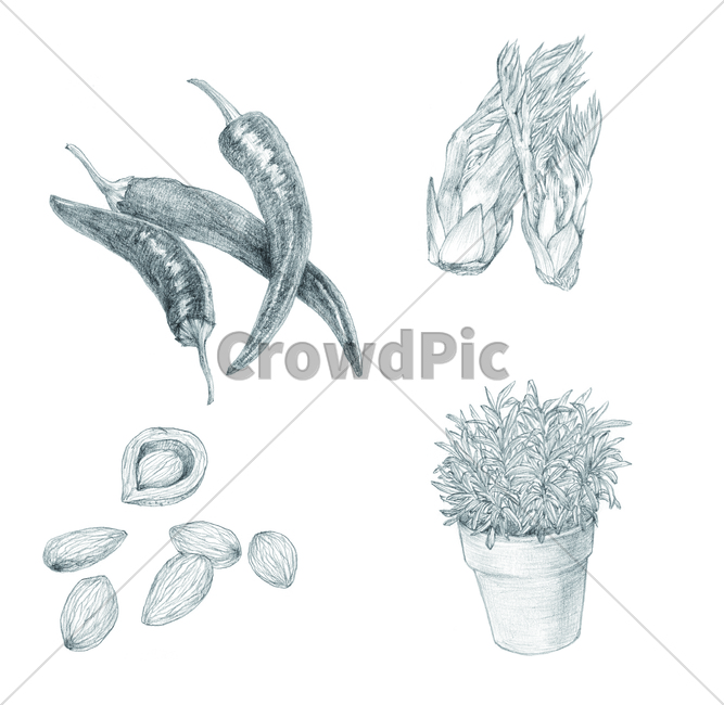 손그림,handdrawing,연필,pencil,연필라인,pencilline,연필그림,pencilpicture,고추,chilipepper,아몬드,almond,허브,hub,나뭇잎,leaf,foliage,umbrage