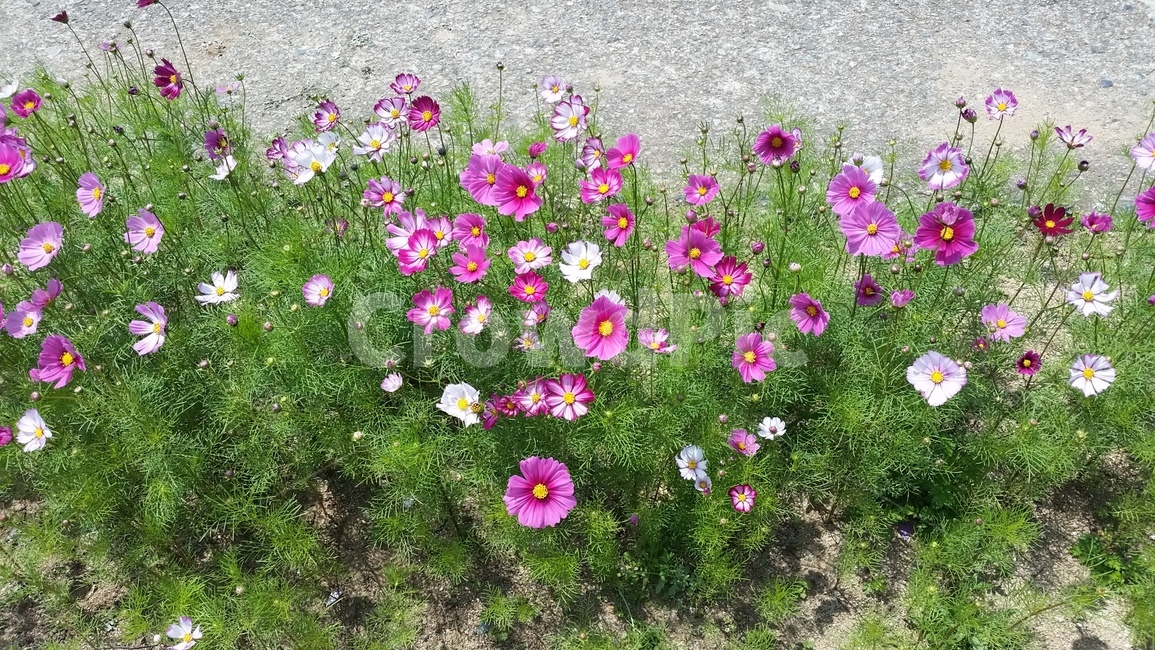 꽃,코스모스,가을,식물,코스모스꽃,식물,자연,plants,nature,꽃,flower