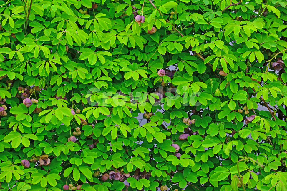 봄,새잎,새순,그린,봄배경,잎새,으름덩굴,나무,plant,식물,잎,야외,옥외,환경,아웃도어,초록색,녹색,그리너리,green,leaf,배경,바탕,백그라운드,야생화,꽃,플라워,들꽃,토종,우리꽃,flowers,덩굴식물
