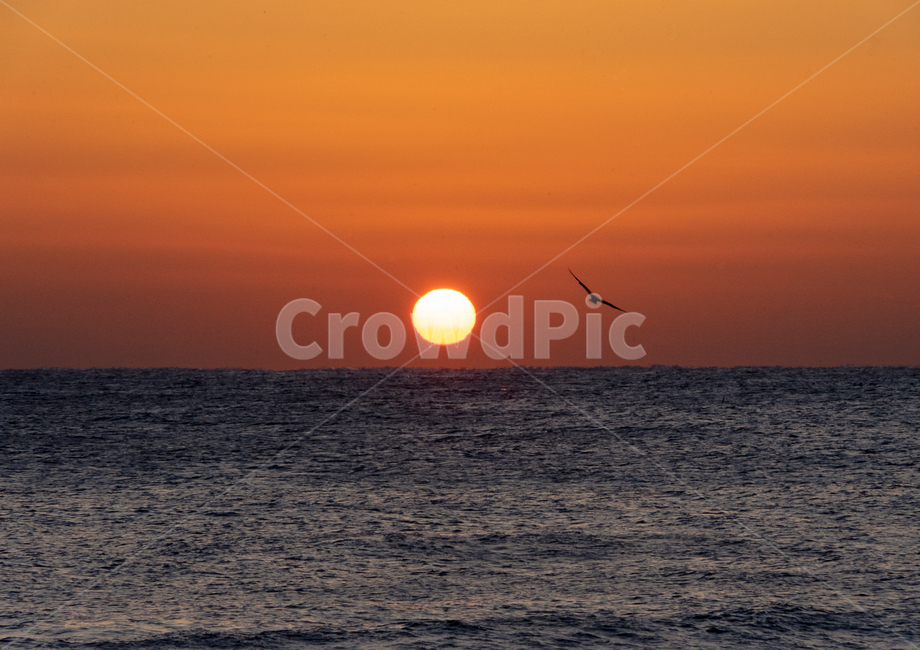 일출,바다,겨울바다,아침,오메가,해,태양,sun,sea,자연,하늘,sky,갈매기,새