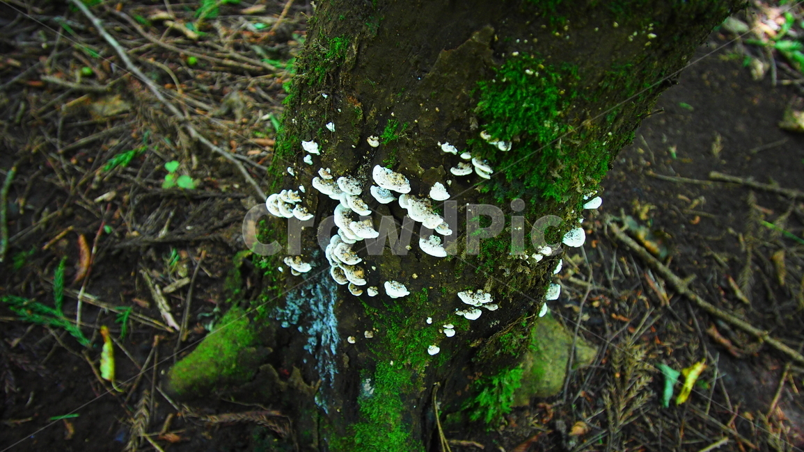 버섯,나무,야생,이끼,자연,tree,moss,nature,mushroom