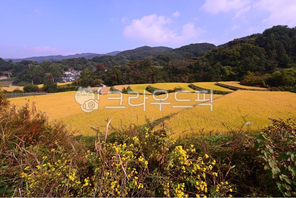 nature,자연,outdoors,옥외,field,들,경남,거창,소야마을,거창소야마을,소야마을다랭이논,다락논,농경지,농업,거창들녁,가을,계절,가을들녁,다랭이논,벼농사