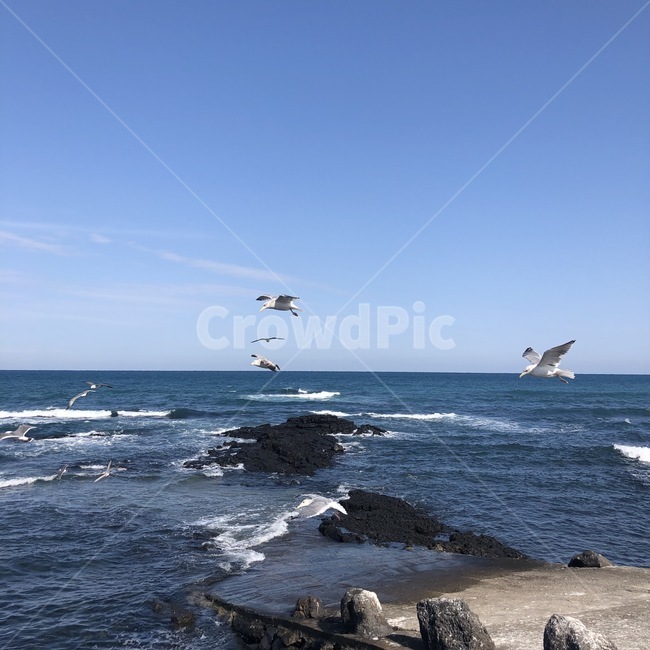 nature,자연,sea,바다,ocean,bird,새,adventure,모험,leisureactivities,레저활동,제주도