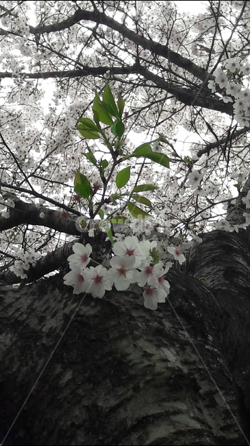 잎사귀,하얀,벗꽃,나무,봄,봄,계절,spring,season,식물,자연,plants,nature,꽃,flower,plant,cherry blossom,벚꽃,blossom