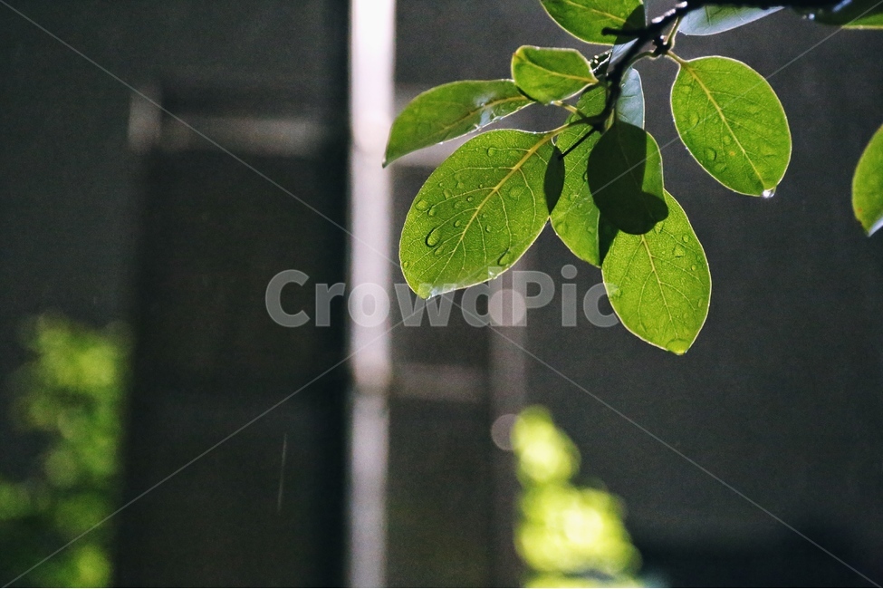 나뭇잎,비,가로등,빗방울,여름,식물,자연,plants,nature,감성,sensible,feeling,비,비오는날,rain,rainy