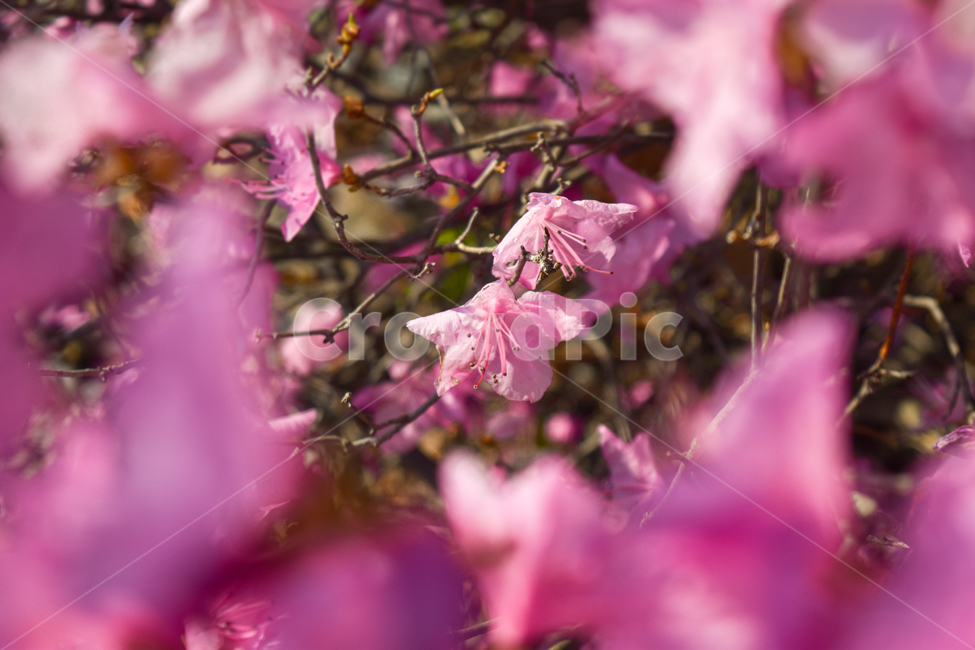 꽃,진달래,봄,꽃잎,향기,포근,수술암술,자연,액자식촬영,식물,자연,plants,nature,꽃,flower