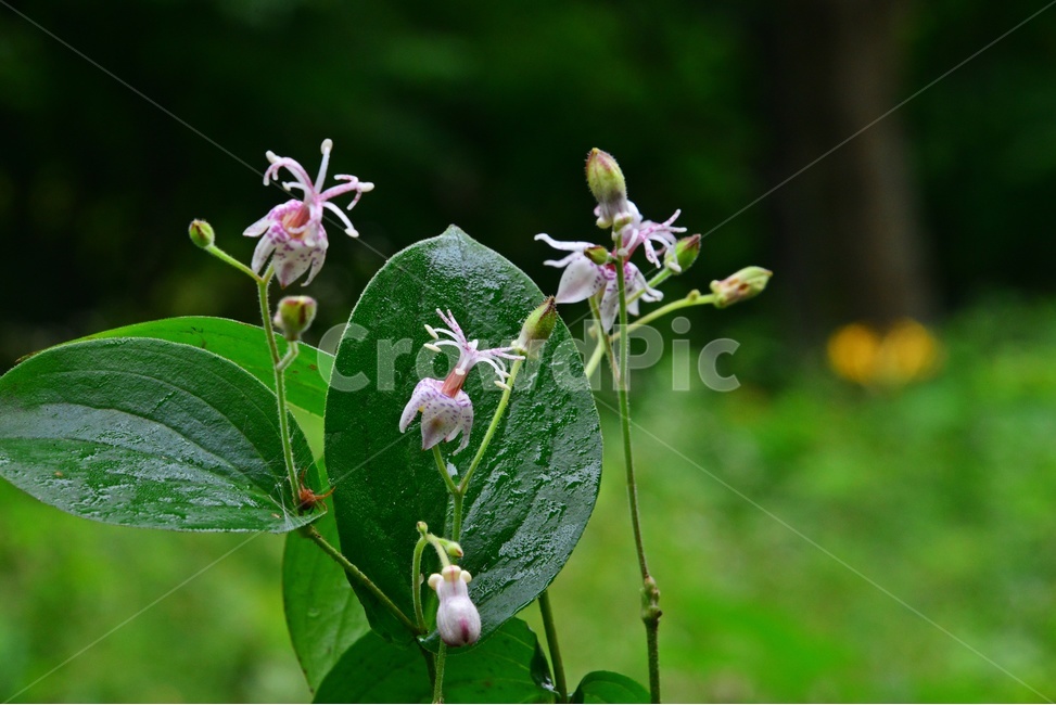 plant,식물,blossom,flower,꽃,야생화,뻐꾹나리꽃,뻐꾹나리,흰뻐꾹나리
