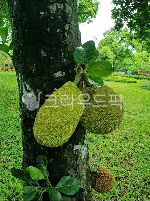 잭프룻,잭프룻나무,열매,과일,열대과일,두리안,베트남,잭후르츠,잭푸르트,샐러드,배경
