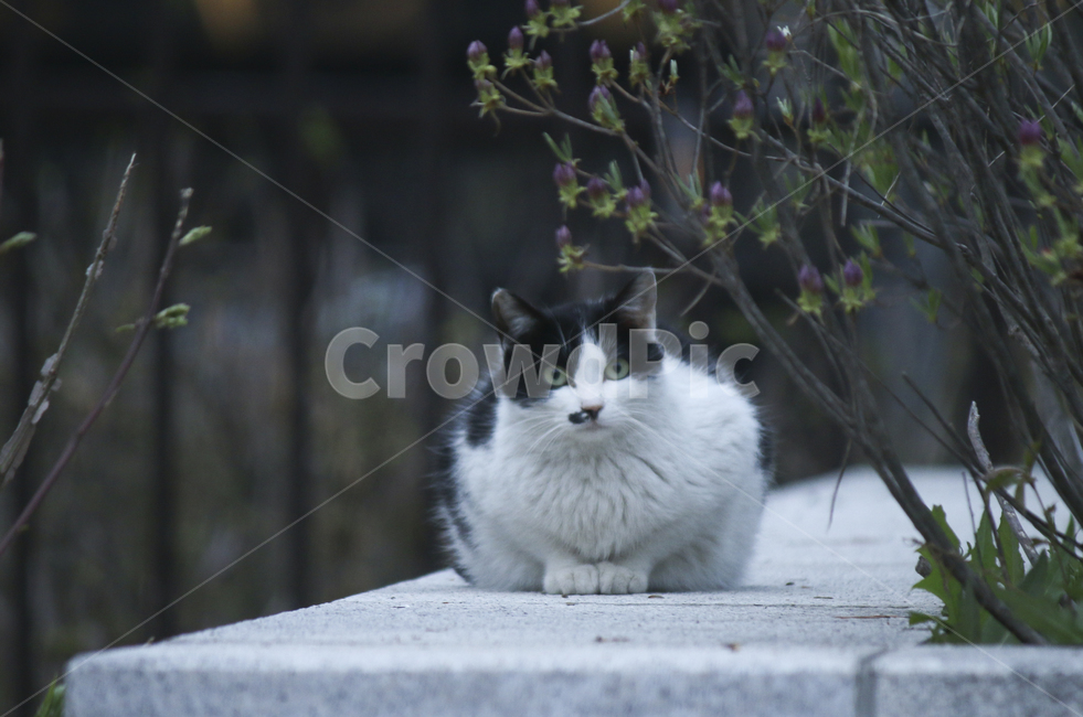 animal,동물,pet,애완동물,mammal,포유류,cat,고양이,얼룩고양이,동물,animal,포유류,mammal,고양이,cat,kitten,kitty