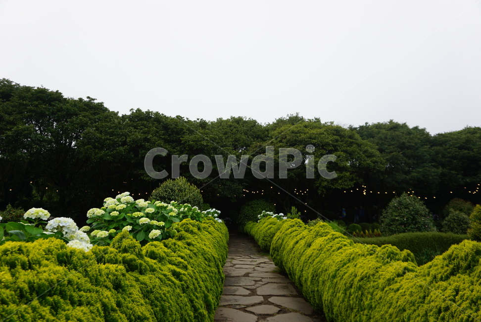 수국,나무,숲,자연,nature,길,여름,식물,배경,풍경,경치,하늘,꽃,초록,조명,분위기,공원,환경,수국길