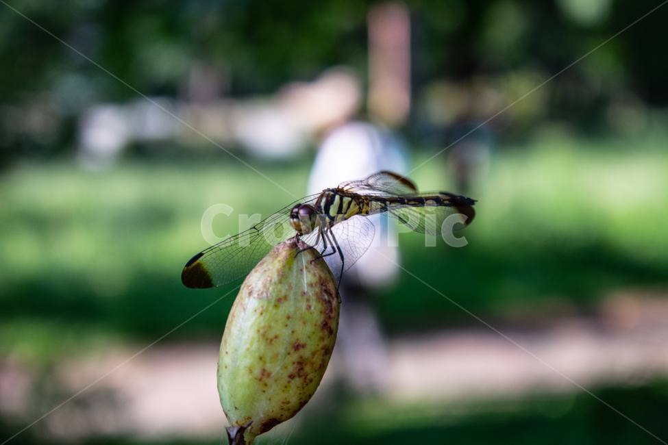 잠자리,dragonfly,드래곤플라이,곤충,휴식,날개,동물,animal,곤충,벌레,insect,bug