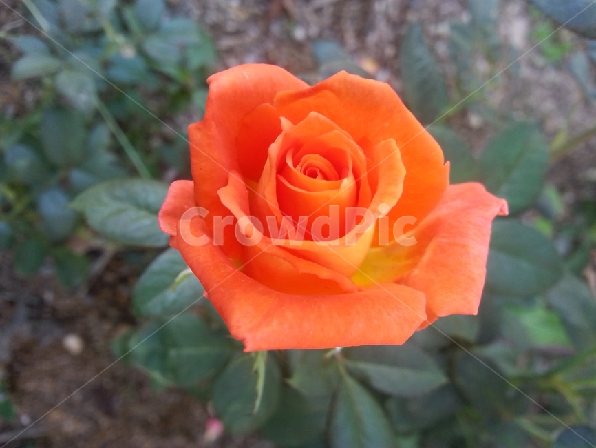 fragrant,fancy,deep red,color,Colorful,Orange,spring,beautiful,scarlet,Scarlett,petal,colorsense,gay,pretty,nature,Color,clear,full bloom,flower,ruby,flower scent,colorsensitivity,a flower,plant,rose,feelingofcolor,orange color,colorful