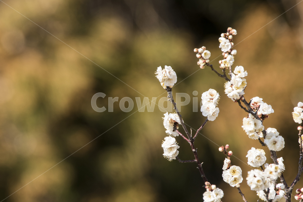 매화,매화꽃,매화나무,봄,봄꽃,꽃,봄,계절,spring,season,식물,자연,plants,nature,꽃,flower,plant