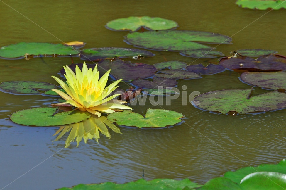 plant,식물,flower,blossom,꽃,leaf,잎,outdoors,옥외,nature,자연,수련,연잎,연못,물,노랑
