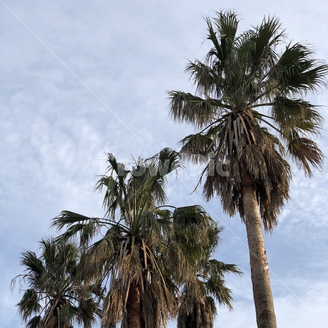 summer,여름,arecaceae,palmtree,야자수,tree,나무,plant,식물