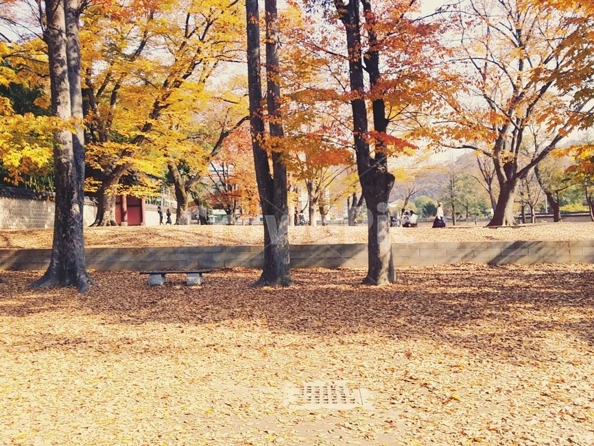 나무,단풍,낙엽,은행나무,단풍나무,trees,fallenleaves,가을,autumn