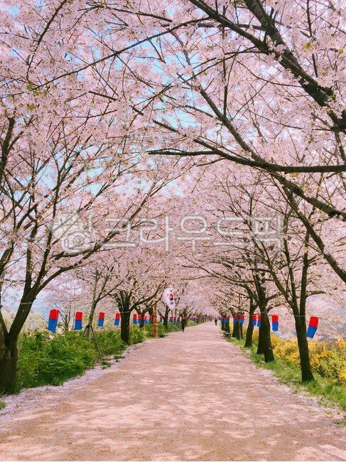 Cherry Blossom Festival,Cherry Blossom,cherry blossom road,festival,cherryblossom,Anyang Stream,flower