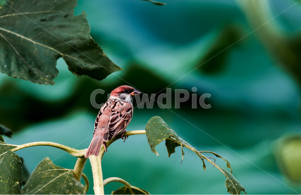 참새,연잎,줄기,패턴,습지,동물,animal,조류,새,birds