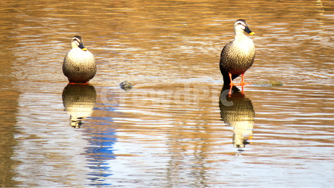 동물,조류,새,풍경,자연,동물,animal,조류,새,birds