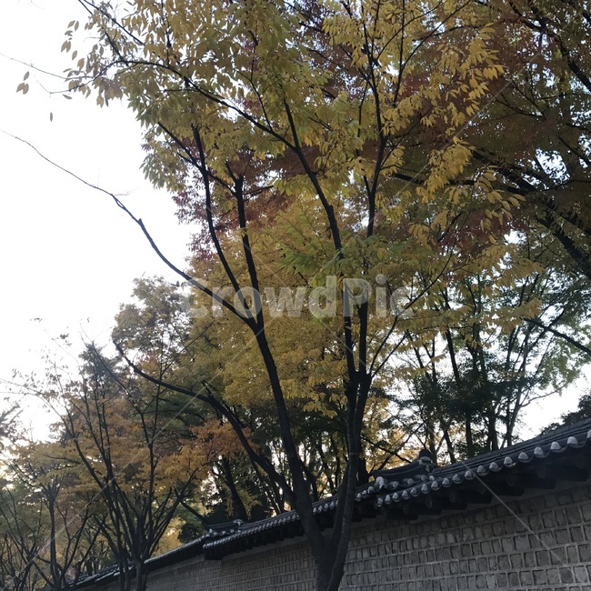 가을,단풍,나무,돌담길,풍경,자연