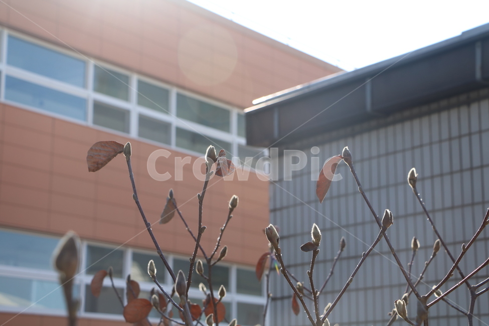 목련,꽃봉우리,봄,나무,식물,계절,홍대,햇살,따스함,spring,season,자연,plants,nature,꽃,flower,봄,계절,spring,season,식물,자연,plants,nature