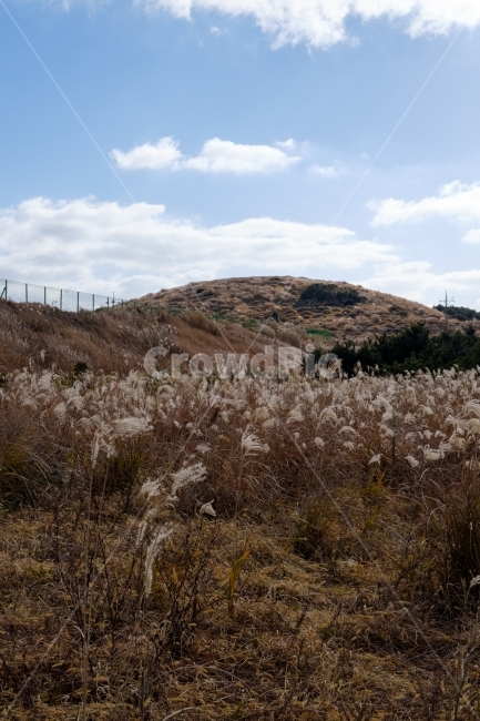 풍경,자연,갈대,가을,하늘,우도,제주도,제주,섬,오름,산,여행,감성,계절,테마,가을,계절,fall,autumn,season,자연,풍경,nature,landscape,한국자연풍경,한국자연경관,korea nature landscape,제주도,jeju,jeju island,grass,잔디,plant,식물,outdoors,옥외