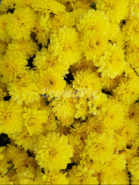 국화,국화꽃,가을꽃,노랑색,flower,꽃,식물,plant