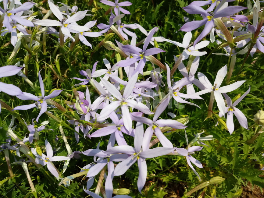 이소토마,isotoma,초롱꽃과,별꽃도라지,식물,꽃,식물,자연,plants,nature,꽃,flower