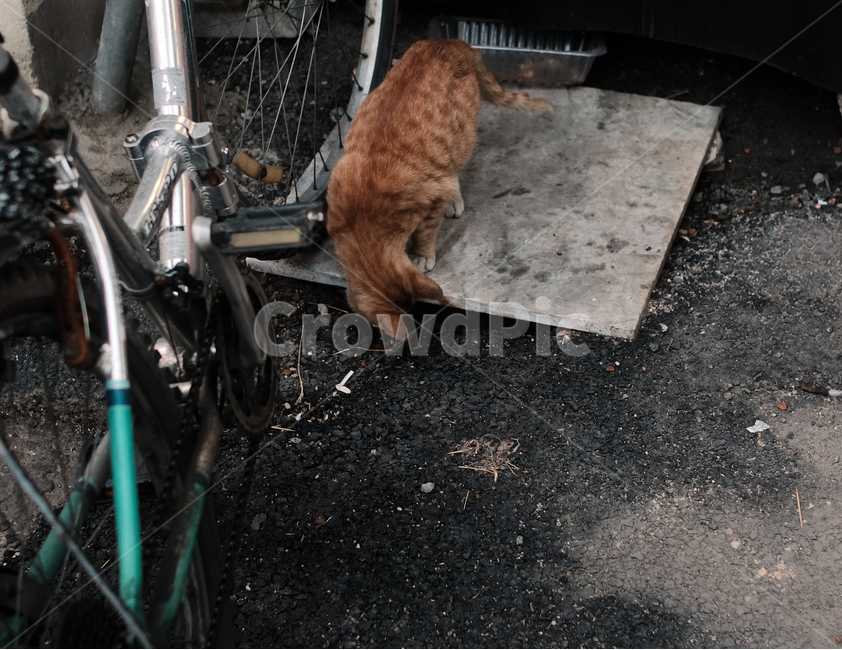 고양이,냥이,틈새,보물찾기,찾는중,발견,장난,시골,시장거리,동물,animal,포유류,mammal,고양이,cat,kitten,kitty,빈티지사진,빈티지느낌,빈티지감성,vintage