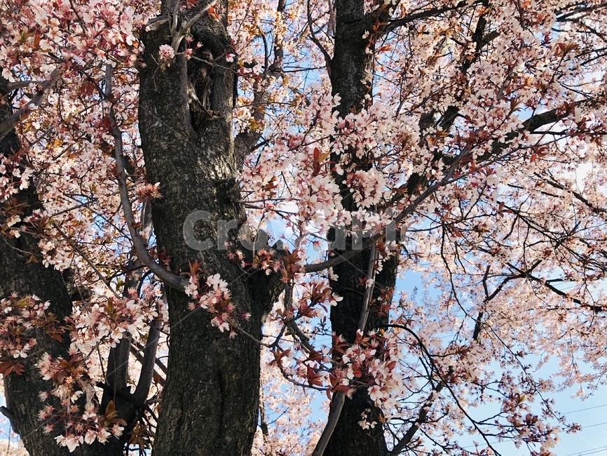 벚꽃,벚꽃나무,초봄,벚꽃나뭇가지,분홍꽃,봄,계절,spring,season,plant,식물,blossom,꽃,flower