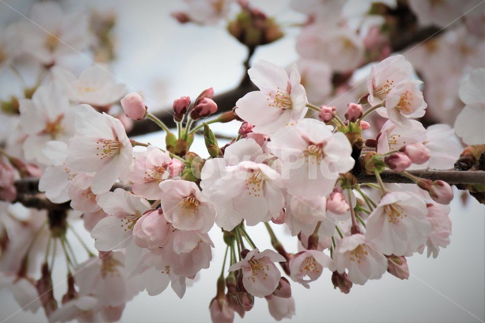 plant,flower,cherryblossom,blossom,꽃,벚꽃,식물,자연,식물,자연,plants,nature,꽃,flower