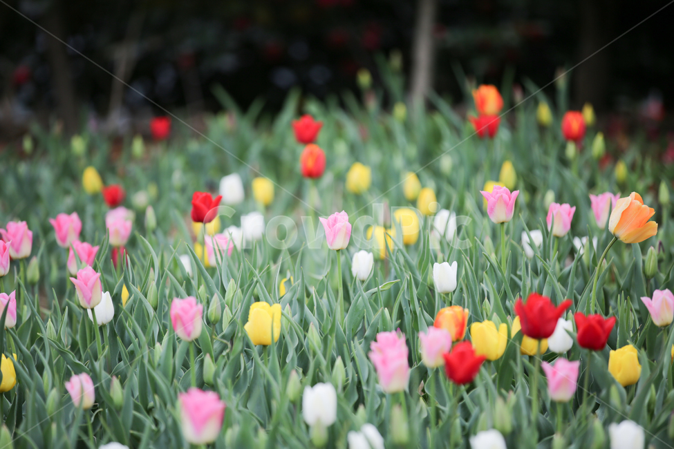 튤립,튤립축제,태안튤립축제,tulip,백합목,백합과,봄꽃,봄,계절,spring,season,식물,자연,plants,nature,꽃,flower,plant