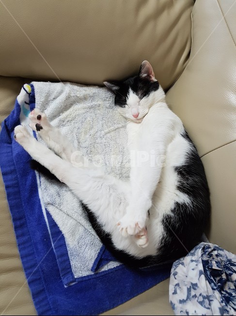 고양이,흰색,핑크색코,검은색꼬리,검정색,동물,animal,포유류,mammal,고양이,cat,kitten,kitty