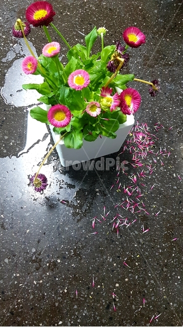 꽃,flowerarrangement,flowerbouquet,flower,식물