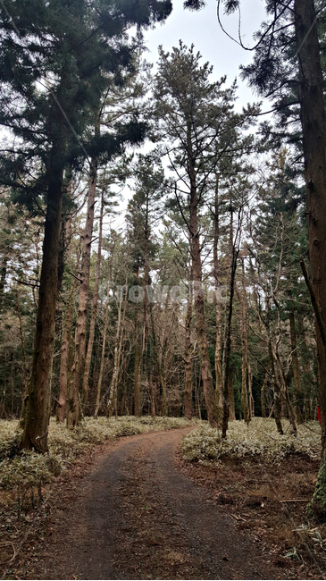 숲,나무,tree,자연,옥외,식물,plant