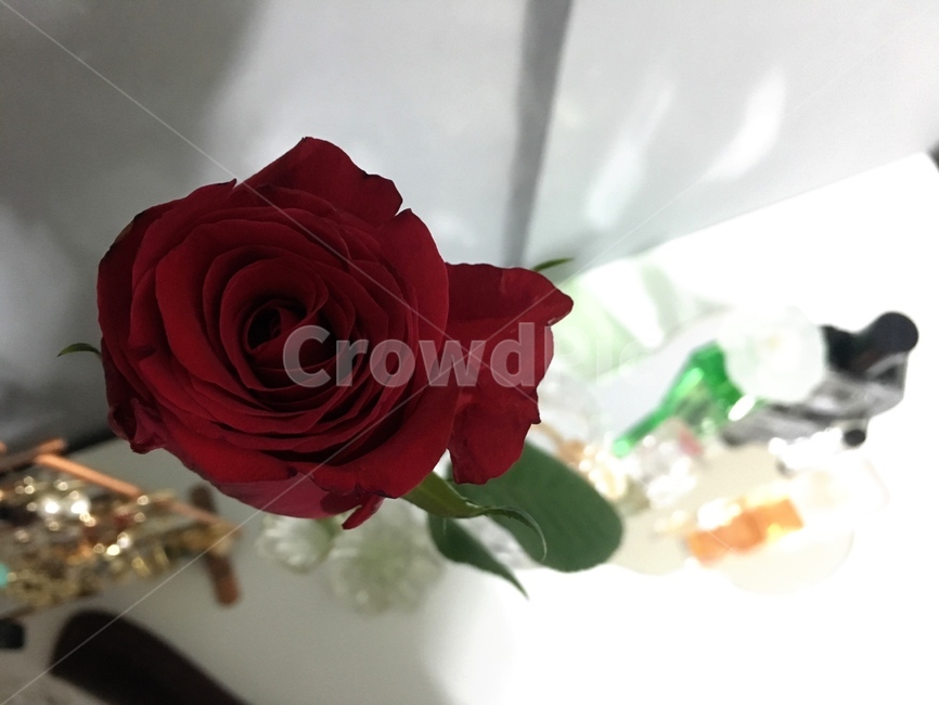 장미,꽃,장미꽃한송이,감성,한송이,rose,감성사진,배경,색감,color,red